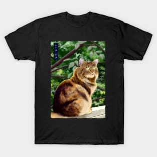 Maine Coon - Black T-Shirt